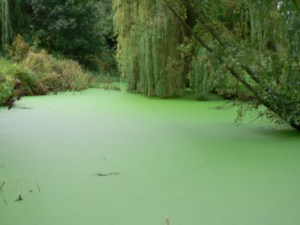 The Meeting of earth-green and water-green