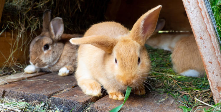 Can pet rabbits live outside? – how to keep your bunny safe outside in summer and winter - ExoticDirect
