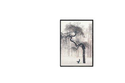 The picture of the tree The picture of the tree
