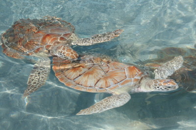 turtles.jpg turtles.jpg