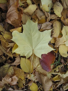 Maple leaf photo by Ruslan V. Sushko under Creative Commons license. From Wikimedia Commons.
