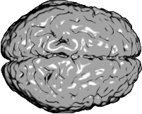 The human brain (top view)