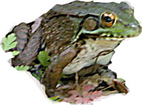 pondfrog06 pondfrog06