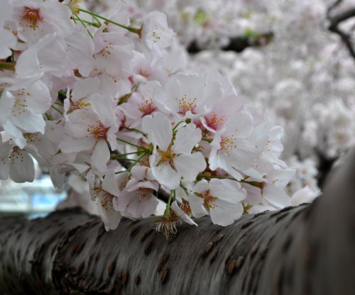 CherryBoughBlooms