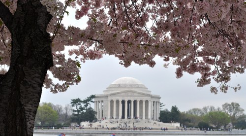JeffersonCherryBlossoms The Jefferson Memorial, featured on the back of the US 5 cent piece