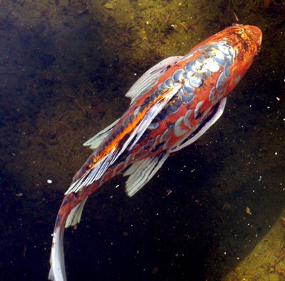 koi-with-scales2