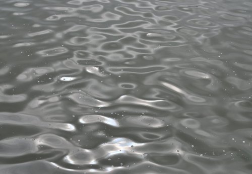 PetalsOnWater