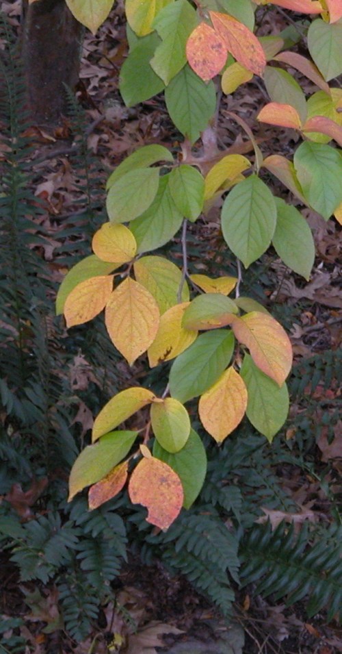 FallStewartia Branch