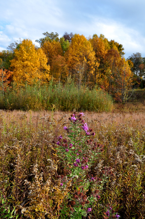 LongwoodMeadow1