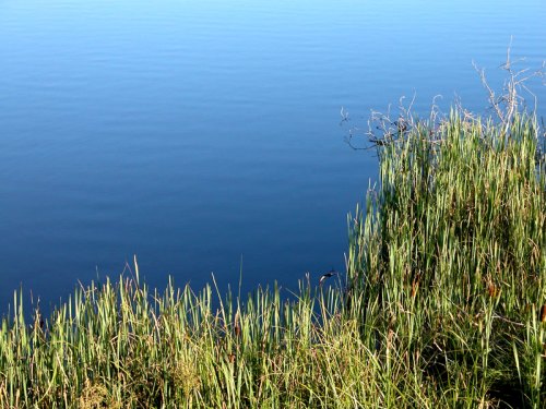 NHLake-and-grasses