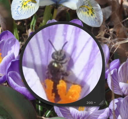 It's a Bee!