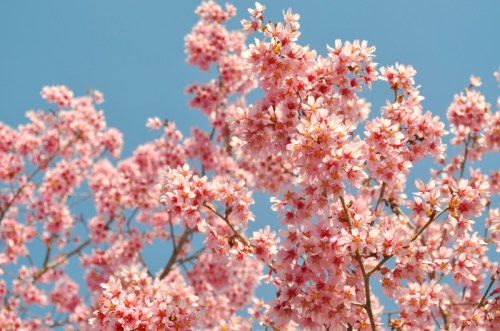 CherryBoomBloom