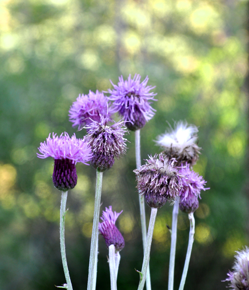 MysteryThistles1CO