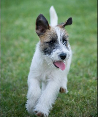 jrt1 jrt1