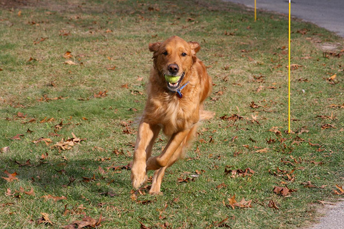 tennis-ball-golden tennis-ball-golden