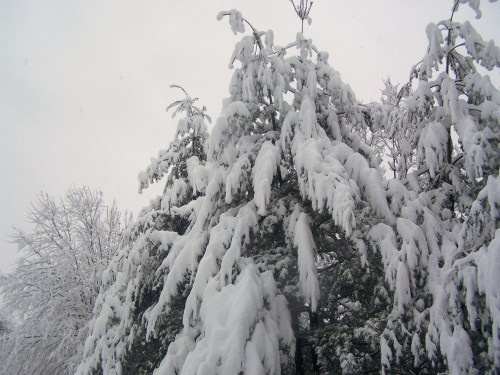 droopy white pines
