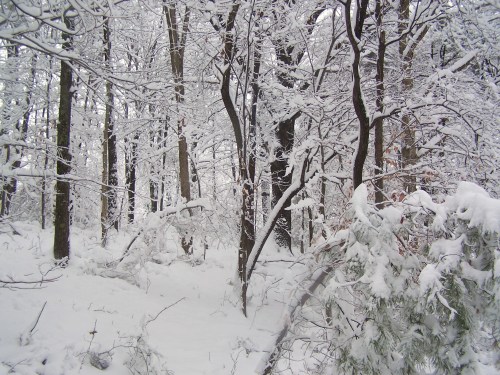 snowy woods