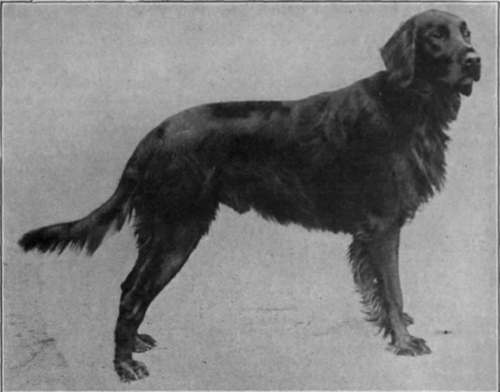 Ch. Kerry Palmerston