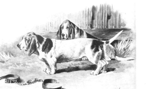rawdon lee bassets