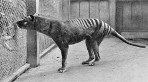 thylacine