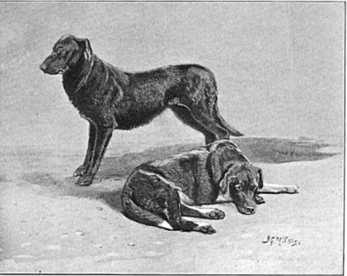Half-wild Labradors