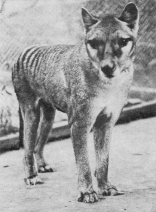 cute thylacine