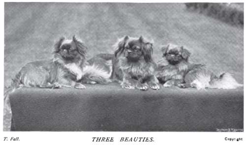 1899 Pekingese