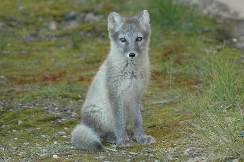 arctic fox