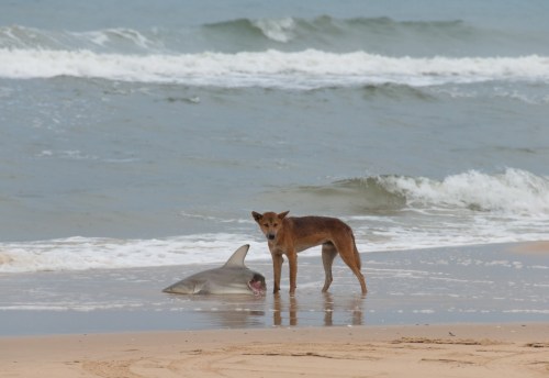 dingo ate shark