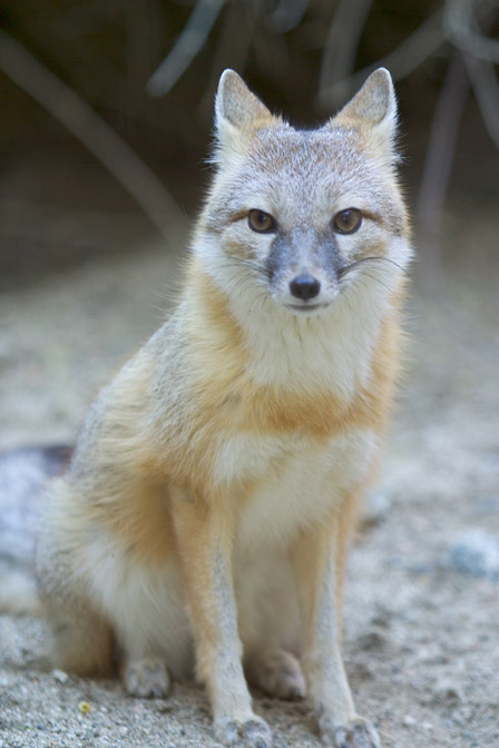 Swift fox