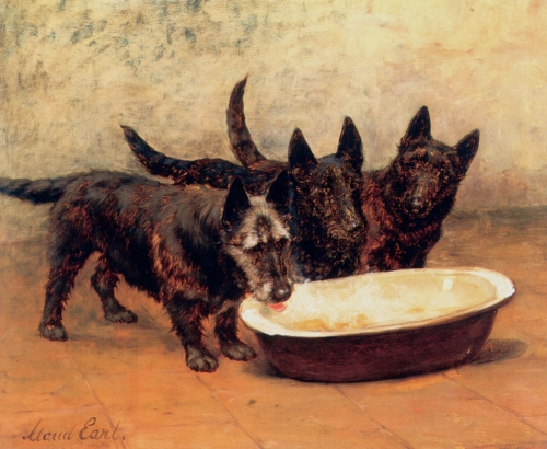Scottish terriers