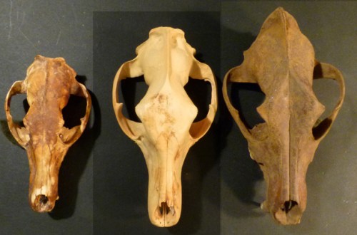 mainland dingo thylacine
