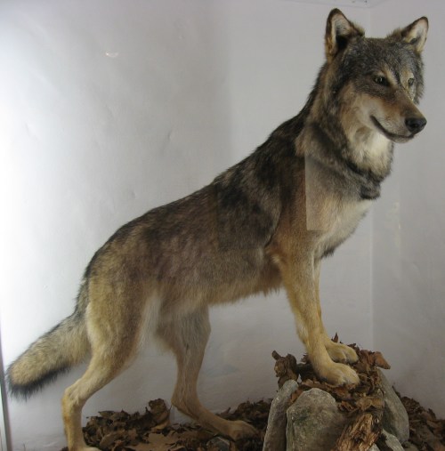 wolf taxidermy