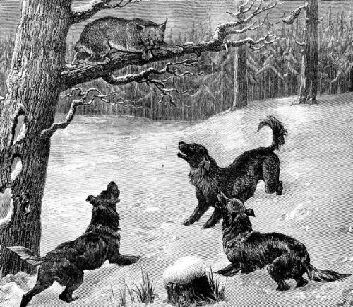 Lynx dogs