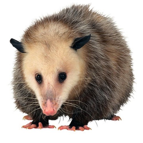 opossum intelligent