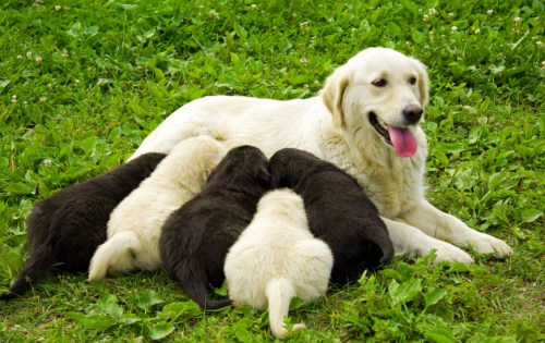 sweet puppies having lunch