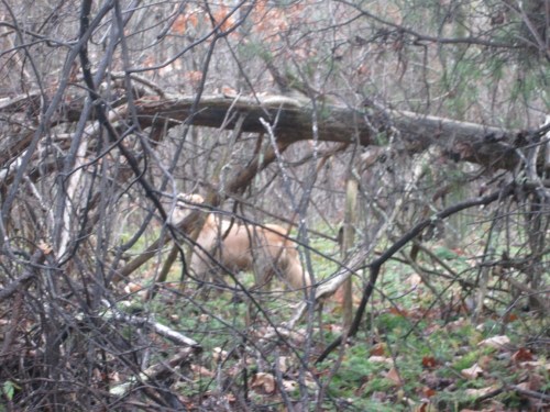 thylacine sighting