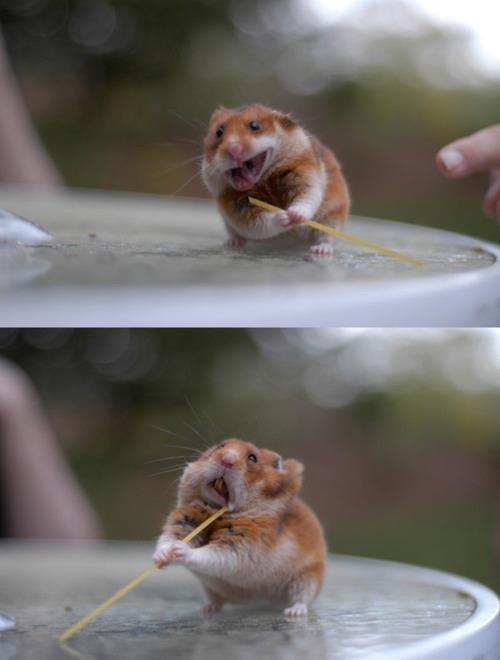 hamster vs spaghetti noodle