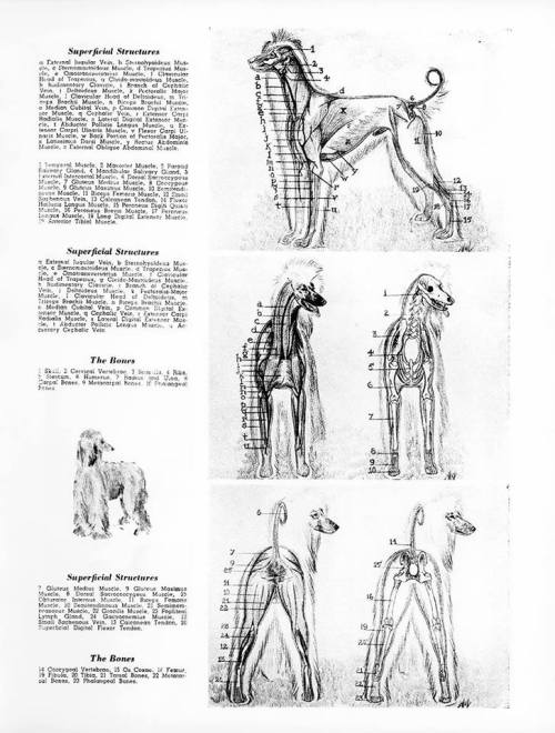 afghan hound standard