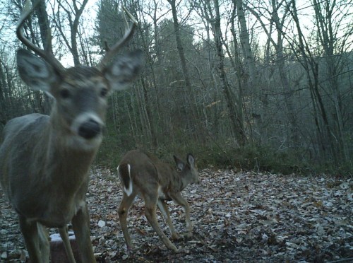 buck chasing a doe