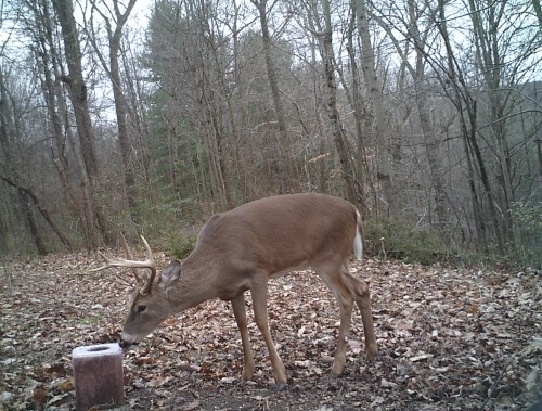 well that worked buck