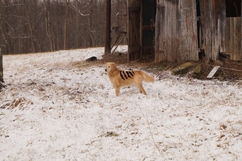Thylacine sighting