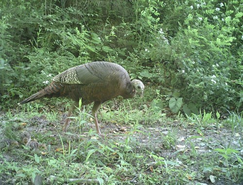 turk