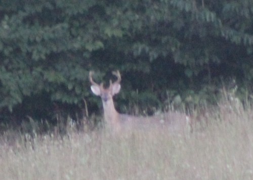 nice buck