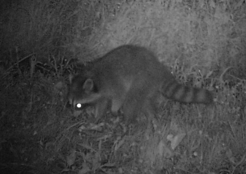 crick coon