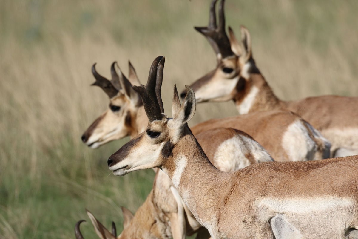 pronghorns