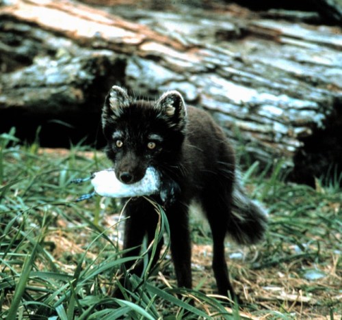 arctic fox eating an auklet