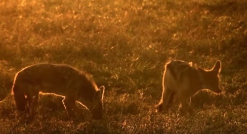 golden wolf vs. black backed jackal
