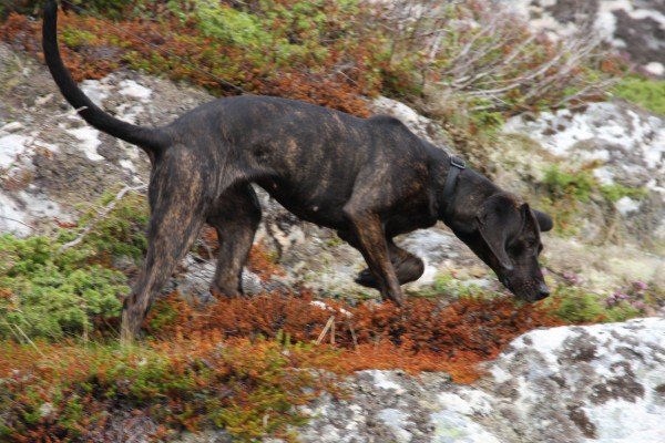 plott hound