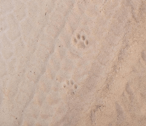 bobcat tracks ocala national forest